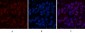 Transferrin Monoclonal Antibody(7F4)